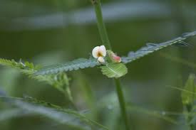 Image result for Aeschynomene indica