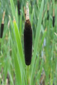 Une solution pour durcir les ongles est l'utilisation de l'eau oxygénée. Roseau Planter Et Cultiver Ooreka