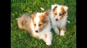 Check spelling or type a new query. Puppies For Sale Teacup Yorkie Puppy For Sale Lilly Iheartteacups
