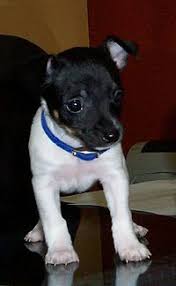 Rat Terrier Wikipedia