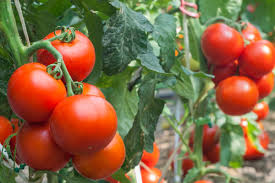 Von euch wüsste ich nun gerne: Tomaten Ins Freiland Pflanzen Selbermachen De