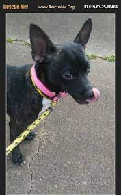 We recommend you rescue a chihuahua (or any dog) before you buy a puppy from a breeder. Adopt 19032500464 Chihuahua Rescue Lebanon Ct Chihuahua Chihuahua Rescue Paw Logo