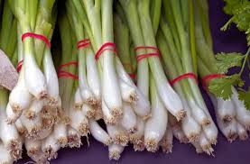 How to grow scallions, also called green onions. How To Grow Green Onions Allium Cepa Gardening Channel