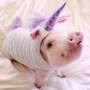 Profile Picture of 20 Micro Pig ideas | baby pigs, pig, teacup pigs - Pintereston Google