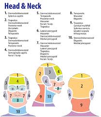 headaches and associated muscles trigger points trigger