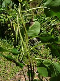 Image result for Cynanchum ledermannii