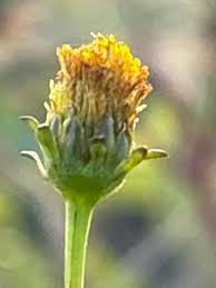 Image result for Bidens pilosa