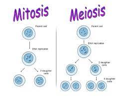 Mitosis occurs in the bone marrow and in many epithelia. Mitosis Meiosis