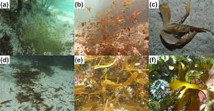 Image result for Kelp Green 2007 S-Max