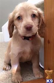 Join millions of people using oodle to find puppies for adoption, dog and puppy listings, and other pets adoption. Flat Coated Retriever Puppy For Sale Chatham Hill Retriever 5 Years Old
