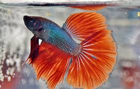 This includes selling equipment, fish, or linking to youtube channels, seller pages, blog posts, facebook this includes bad care in fish stores, bad novelty bowls, someone else's bad betta care. Do Betta Fish Get Bored And How To Stop It Betta Care Fish Guide