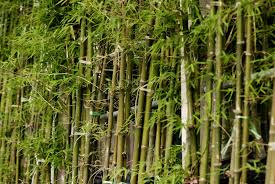 Planter et entretenir un bambou. Bambou Cultiver Et Tailler Ooreka