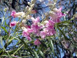 Desert horizon nursery is locally owned and operated. Desert Willow Chilopsis Linearis Plant Of The Month