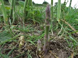 Asparagus - Wild Food UK