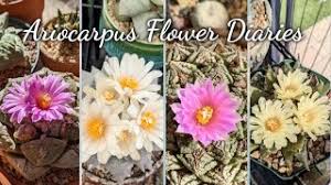 Image result for Lophiocarpus