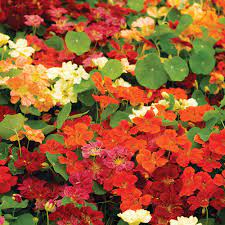 See more ideas about nasturtium, flowers, plants. Nasturtium Seeds Paintbox Mixed Dobies