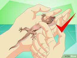 Lizards will migrate toward a sufficient food source. How To Catch A Common House Lizard And Keep It As A Pet 14 Steps