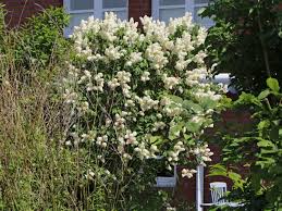 Unser ausgewogenes produktsortiment beinhaltet brunnen, gartenmöbel, sichtschutzmatten, schädlingsbekämpfung, markisen, sonnensegel und vieles mehr. Edelflieder Primrose Syringa Vulgaris Primrose Baumschule Horstmann