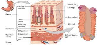 What Are The Names Of The Tissue Layers Of The Stomach Socratic Anatomy And Physiology Loose Connective Tissue Serous Membrane