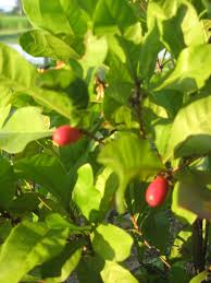 Image result for Synsepalum passargei