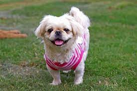 Pug Shih Tzu Mix Care Guide La Pomme De Terre De Canape Parfaite Races De Chiens Parfaites Races