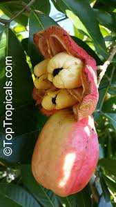 Image result for Blighia