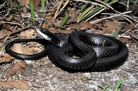 Image result for Indigofera ischnoclada