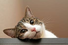 They are known for spending considerable amounts of time licking their coat to keep it clean. 4 Cool Facts About Cat Eyes Catster