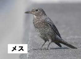 身近で気になる野鳥ランキング ベスト10種 | 浜松科学館