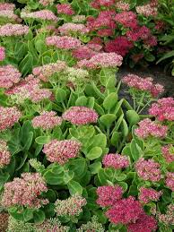 You can use sundial mix variety that stays open longer, even in bright sunlight. Sedum Crystal Pink Bluestone Perennials