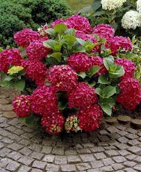 Red Sensation Hydrangea Planting Hydrangeas Hydrangea Shrub Hydrangea Care