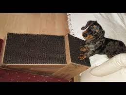 196 Dog Ramp Great For Old And Infirm Dogs Puppies And Dogs With Short Legs Youtube Dog Ramp Diy Pet Ramp Dog Ramp