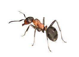 Coldwater mosquito and pest control is a veteran owned company. Voted 2021 Best Pest Control Roswell Ga Free Estimates