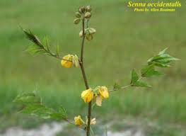 Image result for Senna occidentalis