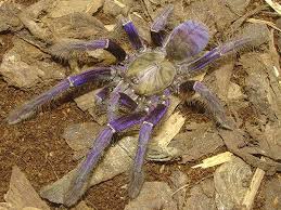 Tarantulas Uk Discussion Forum Index Page Tarantula Spider Bites Spider