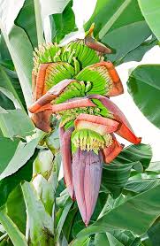 Image result for Musa acuminata