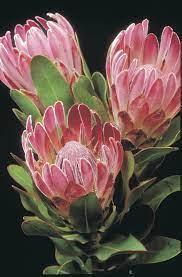 Growing Proteas Agriculture And Food