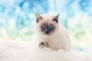 Five of the Most Loyal Cat Breeds - Kittentoob