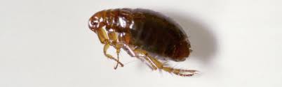 Maybe you would like to learn more about one of these? How To Get Rid Of Fleas Updated For 2021