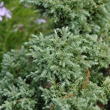 Image result for Xerophyta squarrosa