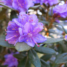 But not every shrub is hardy enough to survive the cold winters of usda hardiness zone 4, which. Purple Gem Rhododendron Showy Flowers Purple Gems Indoor Flowering Plants