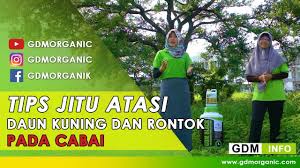 Patogen utama penyakit antraknos pada cabai di indonesia paling banyak disebabkan oleh jamur colletotrichum serangan yang berat menyebabkan buah mengering dan keriput serta berwana kuning dan kehitaman gambar 2. Tips Jitu Yang Terbukti Dapat Mengatasi Penyakit Cabai Daun Kuning Rontok Pada Cabai Youtube