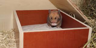 Generell ist es natürlich möglich einen käfig selbst zu bauen. Das Sandbad Fur Hamster So Sieht Das Perfekte Sandbad Aus