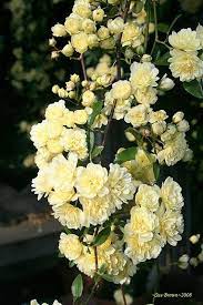 Plantfiles Pictures Species Rose Lutea Rosa Banksiae By Keely June Flower Garden Projects Rose