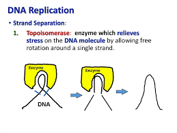 Genetics dna replication worksheet answer key. Dna Replication Rna Structure Function And Compare Dna Rna Online Presentation