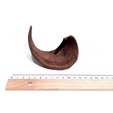 Image result for Xylia africana