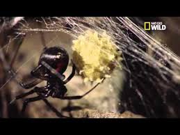 Ton rp est pas mal, mais tu ne fais pas intervenir le donjon, alors je te pose une question ouai chouette !^_^ une ami (en plus elle est guild warsienne ahahah ) de plus ca remonte le nombre de fille , en plus une fille de coté de l'ombre. Veuve Noire Taille Description Biotope Habitat Reproduction