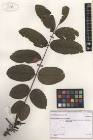 Image result for Centrolobium