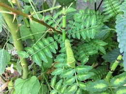 アゲハ蝶飼育日記 - Seesaa