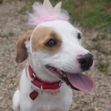 See more of almost home pet rescue on facebook. Almost Home Foundation Almost Home Foundation Rescuing Homeless Cats Dogs